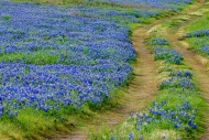 Biophilic;Bloom;Blossom;Blossoms;Blue;Brown;Calm;Concepts;Cool-Colors;Cool-Palet
